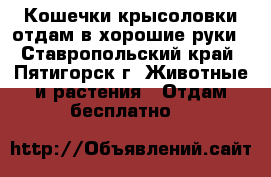 Кошечки-крысоловки отдам в хорошие руки - Ставропольский край, Пятигорск г. Животные и растения » Отдам бесплатно   